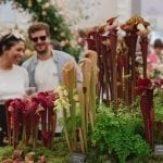 Visitors look at the Hampshire Carnivorous Plants exhibit in the Great Pavilion, RHS Chelsea Flower Show 2019. Musicians perform for visitors at the RHS Chelsea Flower Show Gala 2019. c. RHS / Georgi Mabee