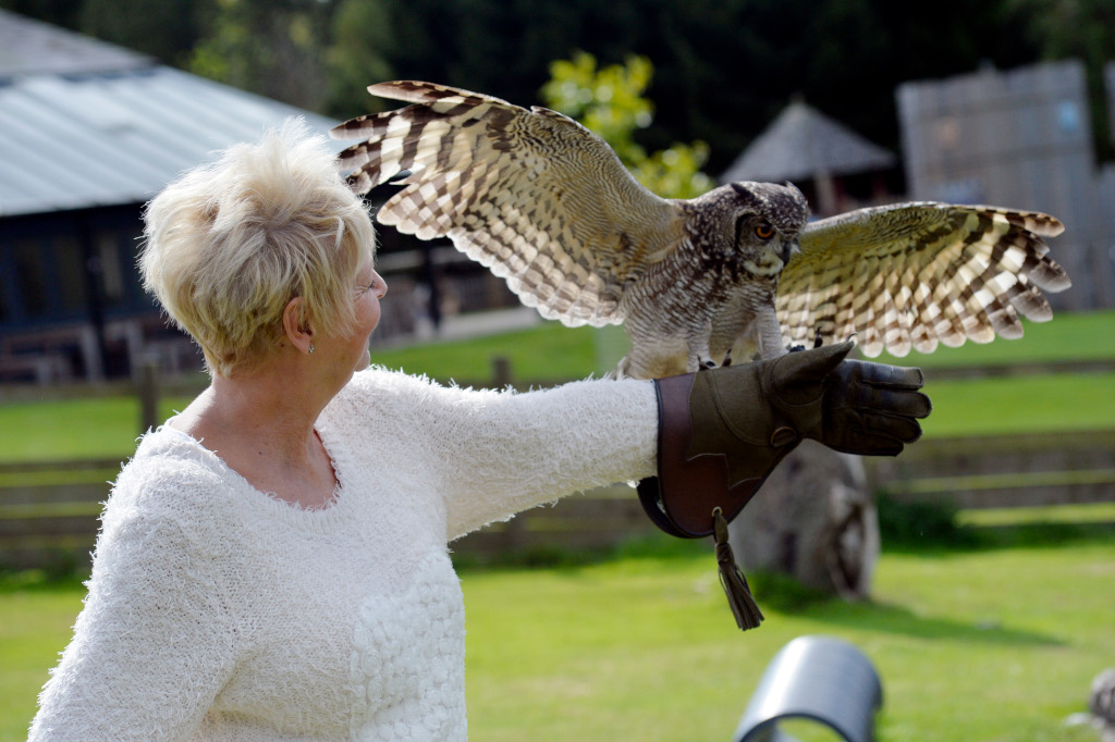Leeds Castle Kent Owl Experience 