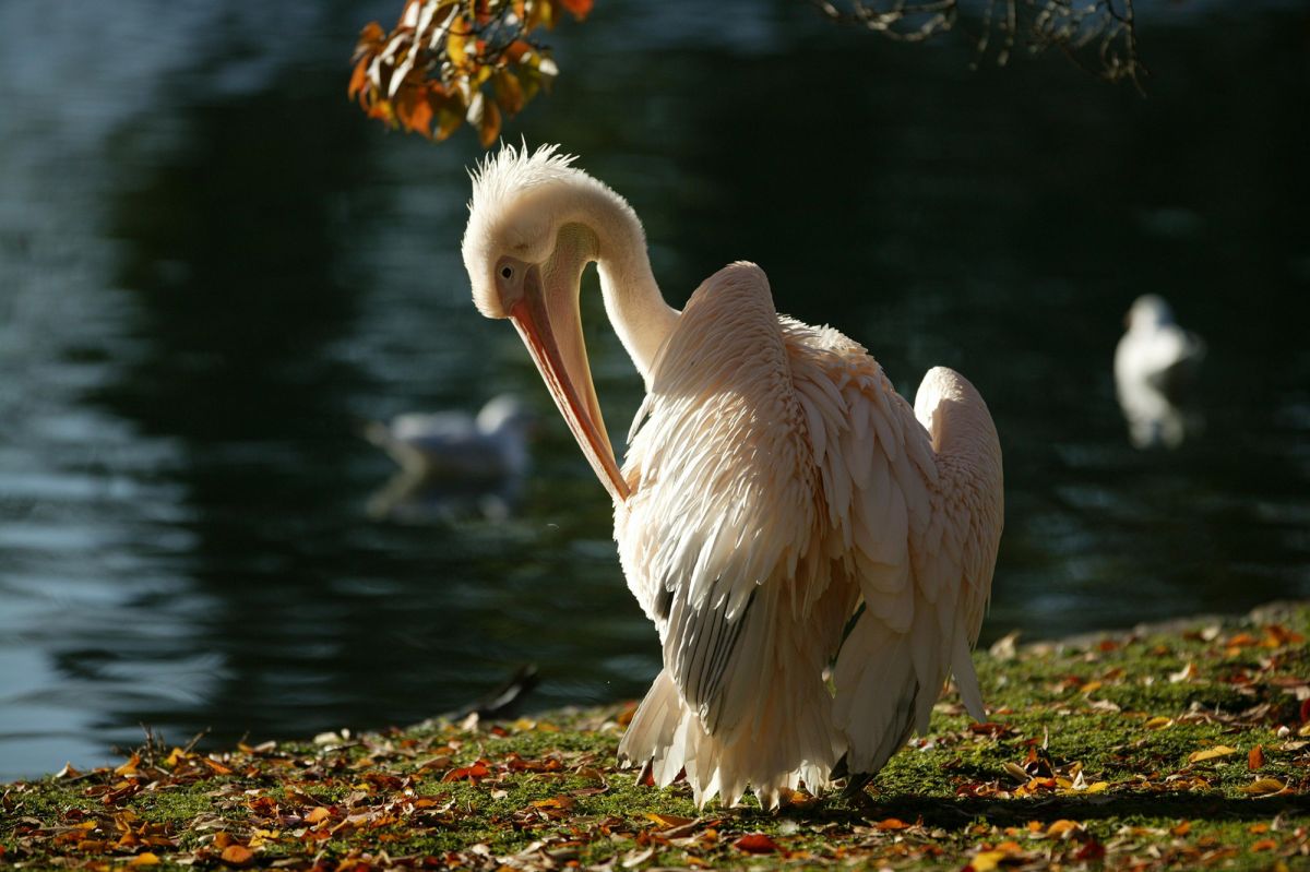 St James's Park pelican