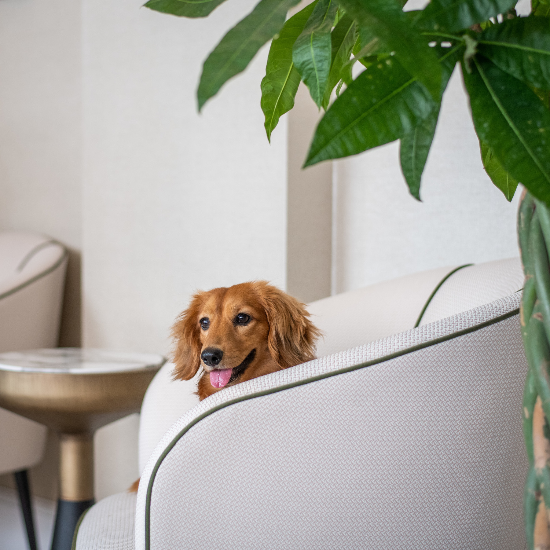 Sloane Place is a dog-friendly hotel